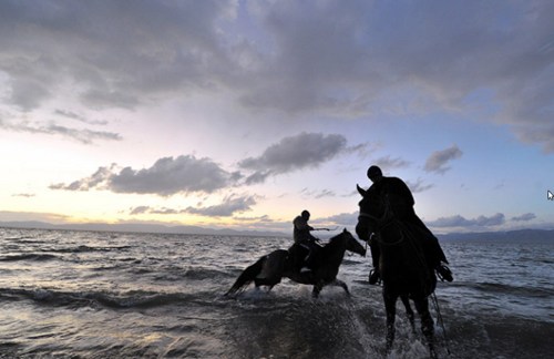 horses