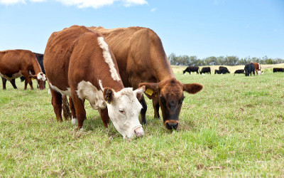 0a8e20c7120a6820f2adad2e59c1d230