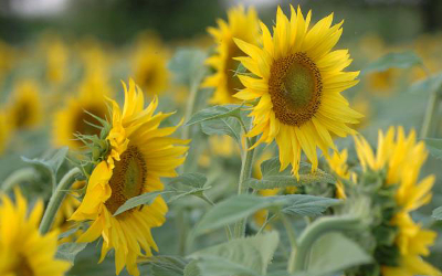 sunflowers