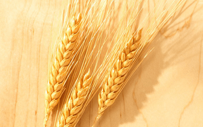 wheat grain