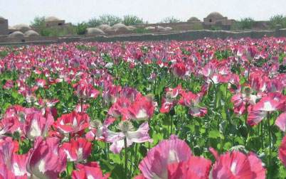 poppy field