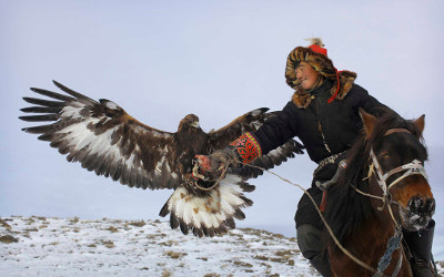 Falconry
