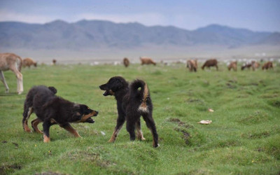 Mongolian doggy