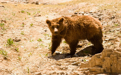 Gobi bear