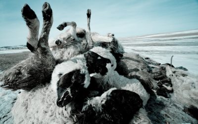 Hotel Bravo- Mongolian Dzud-20100325-0144