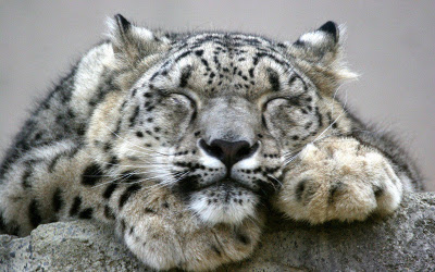 snow-leopard