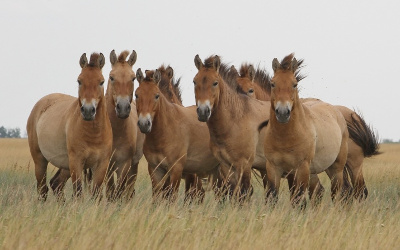 Przewalski's horse