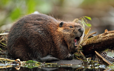 beavers