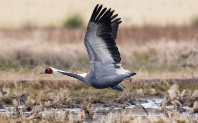 white-naped cranes
