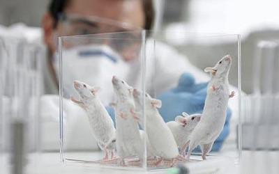 lab mice