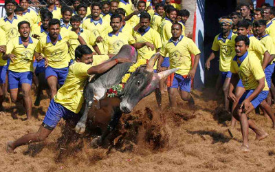 Jallikattu