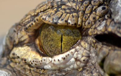 A_crocodiles_eye_(7825799462)
