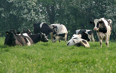 pasture management - cows