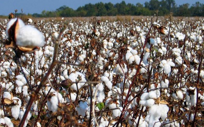 cotton