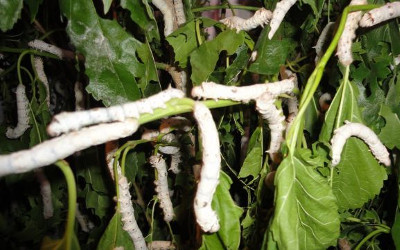 silkworms