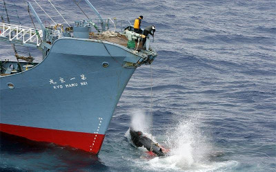 japanese-whaling