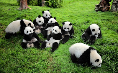 Chengdu-Panda-Base-Sichuan