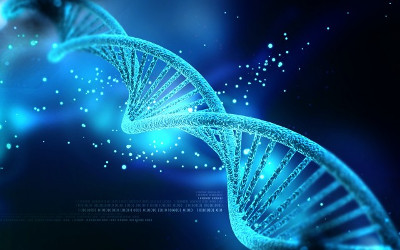 human genome