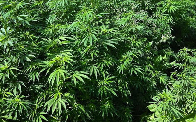 Marijuana-Growing-Field