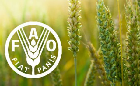 fao