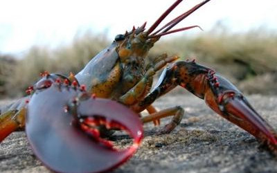 Maine Lobster