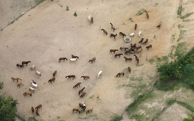 brazil_horses_reut