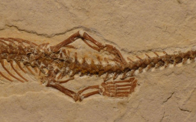 Four Legged Snake Fossil