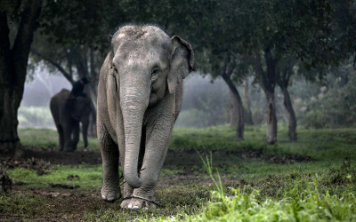 Thai elephant