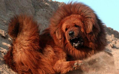 Tibetan mastiff