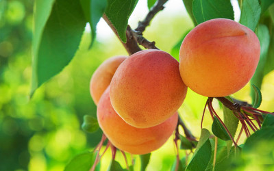Apricots jpg
