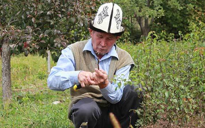 kyrgyz orcharder