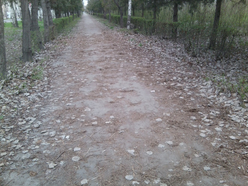 parklubvi
