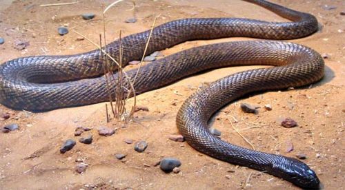 snake-species-mexico