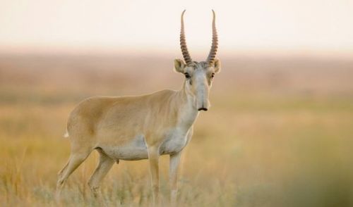 saiga
