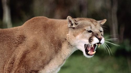 Mountain-Lion