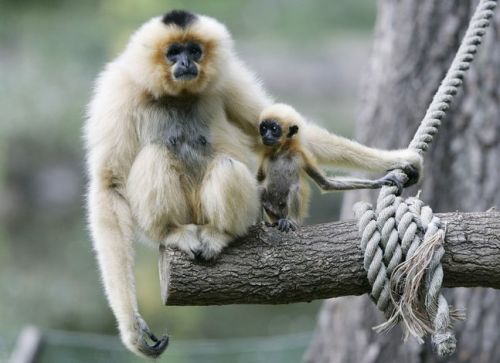 gibbons