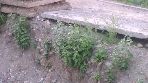 IMAG0077