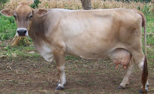 Brown-Swiss-Cattle-2