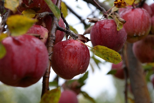 Экспорт Сельхозпродукции