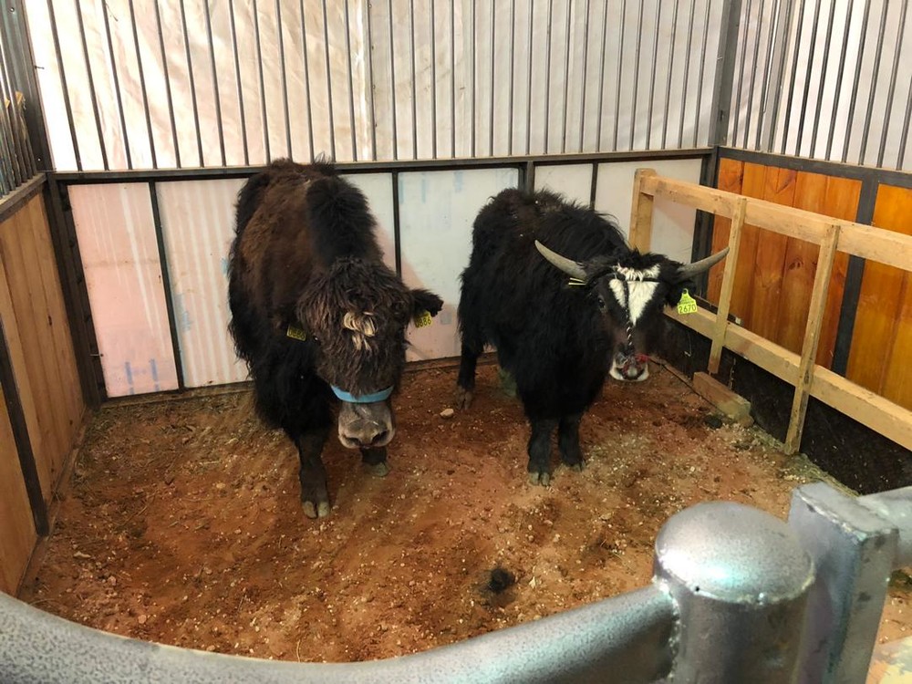 Кыргызстанские яки