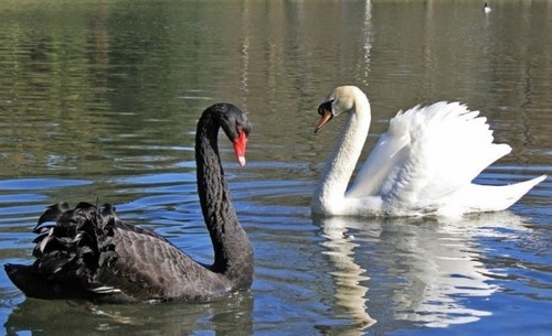 черные лебеди