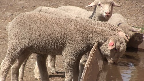 Племенной Завод