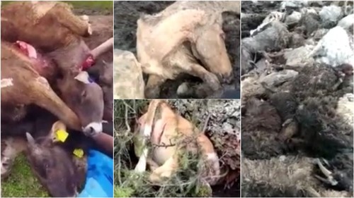 госветсанинспекция