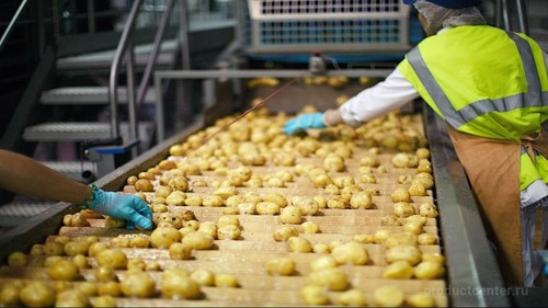 картофельный завод