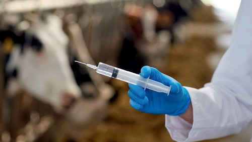 ветеринария