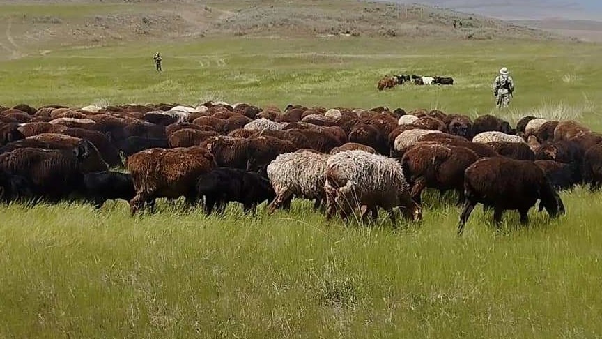Иллюстративдик сүрөт