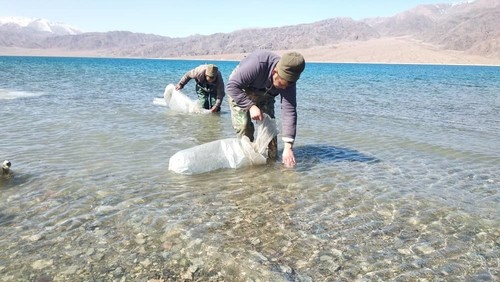 В Орто-Токойское водохранилище выпустили более миллиона мальков сига-лудоги (видео) — Экология АКИpress