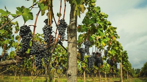 Правительство Кыргызстана