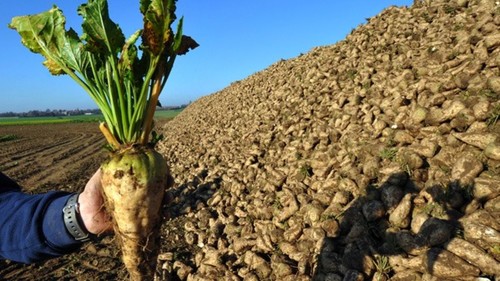 производство сахара
