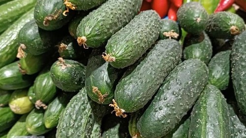 импорт огурцов